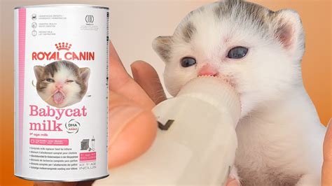 How to make formulated milk for cats! | HOW TO PREPARE MILK FOR KITTENS? | PushPaws - YouTube