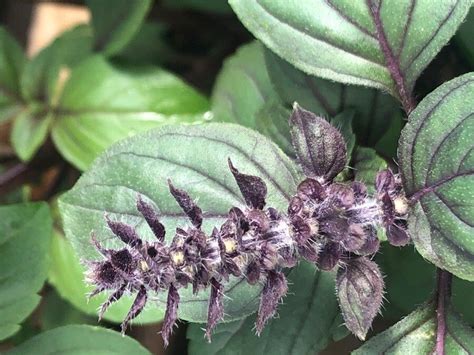 Ocimum kilimandscharicum Gürke, Hoary basil (World flora) - Pl@ntNet ...