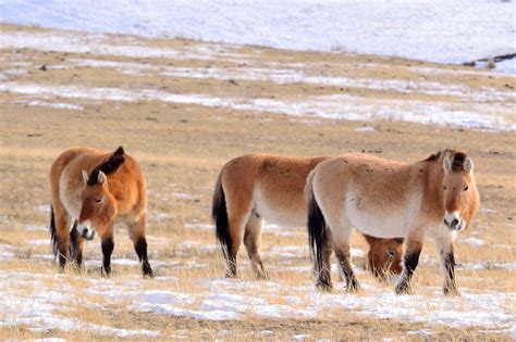 Wild Horses of Mongolia/Takhi & Przewalski's horse/...#mongolia # ...