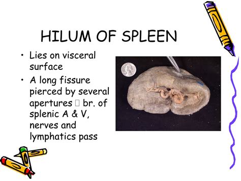 PPT - SPLEEN PowerPoint Presentation, free download - ID:9698340