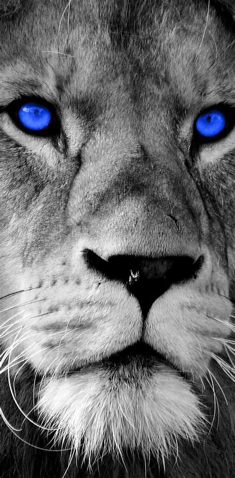 Lion Blue Eyes HD phone wallpaper | Pxfuel