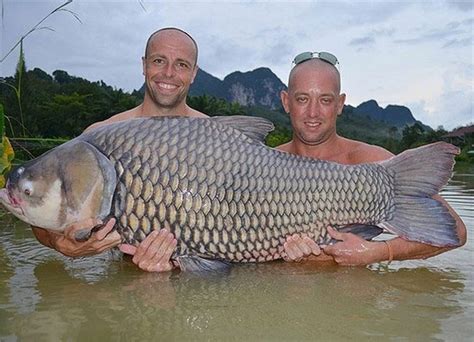 An introduction to giant fish in Mekong river