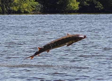 Northeast Coastal and Barrier Network Species Spotlight: Atlantic Sturgeon (U.S. National Park ...