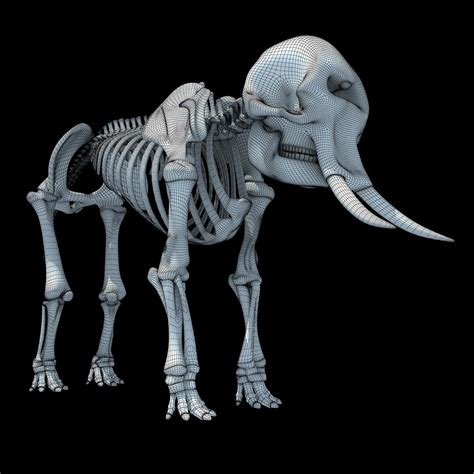 Animal Skeletons | African Elephant Skeleton – 3D Horse