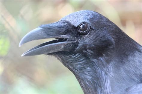 11 Meanings of Crows Cawing in the Morning: It's Bad?