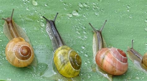 Are Snails Dangerous? - DIY Methods to Control Snails