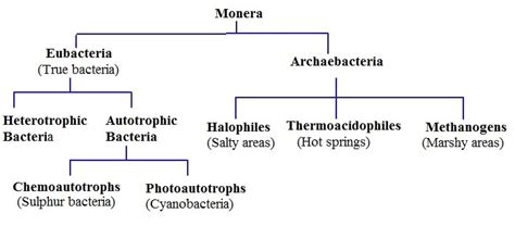 Kingdom Monera: Definition, Structure, Characteristics And Classification Of Monera - Kunduz