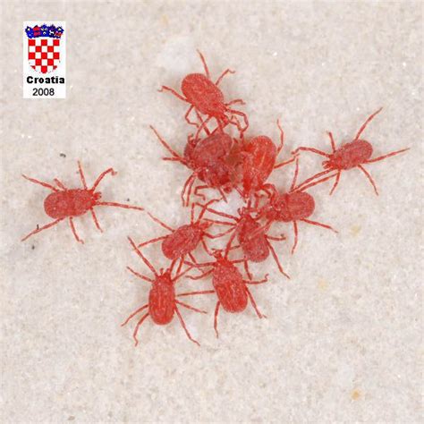 What are the tiny red mites on the sidewalk? | Clover mites, Red insects, Bugs