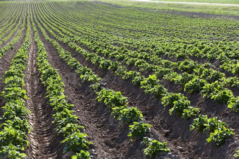 Field with potato 9404070 Stock Photo at Vecteezy