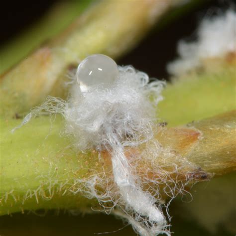 Issues in Aphid Biology: Honeydew