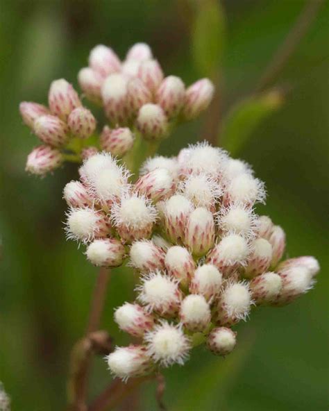 Asteraceae-Baccharis – MonFlora