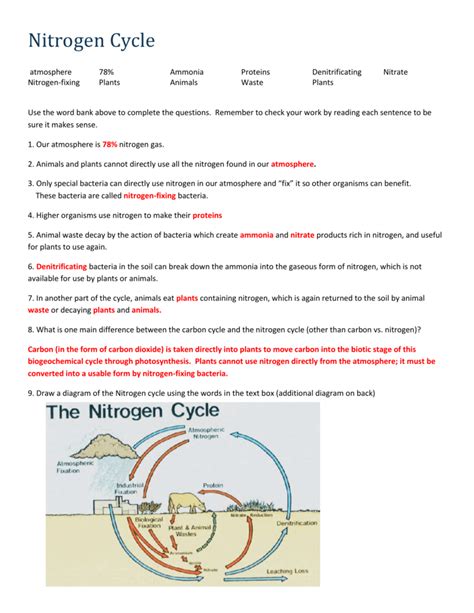 Nitrogen Cycle Worksheet Answer Key - Zipworksheet.com