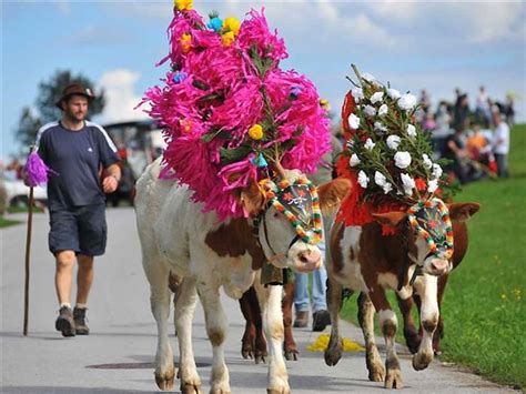 The Tyrol Cow Festival