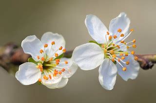 Plum tree blossoms | Plum tree (Prunus domestica) blossoms | Gilles San Martin | Flickr