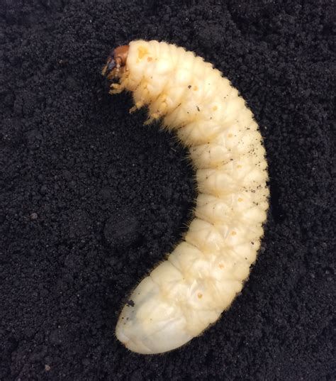 Green June Beetle Larvae