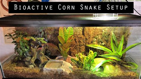 Corn Snake Habitat Setup