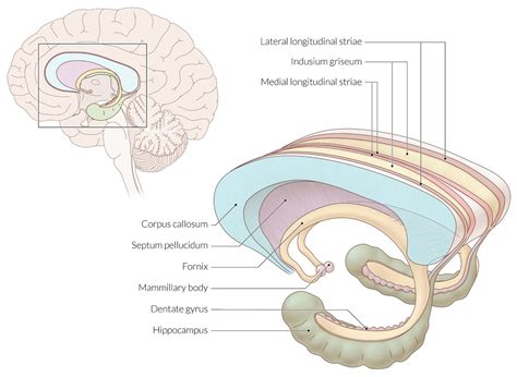 Thalamus Anatomy