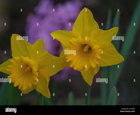 spring flowers in germany Stock Photo - Alamy