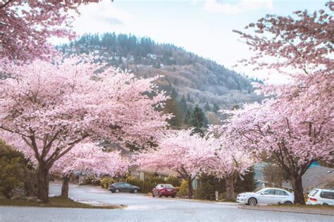 Cherry Blossoms in Vancouver 2024: Where to Take the Best Photos!