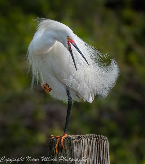 Snowy Egret in Habitat | snowy with red lores, Nature Zoolog… | Flickr