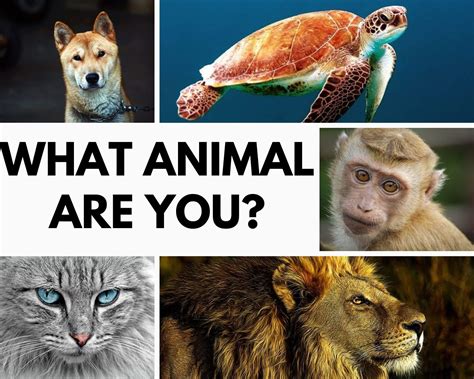 QUIZ: What Animal Am I? 3-Minute Analysis - Quizondo