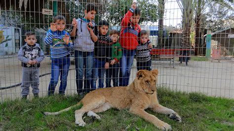 Gaza zoo declaws young lioness so visitors can 'play' with her | Fox News