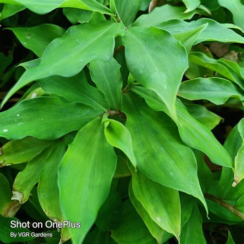 Insulin (Costus Igneus) Live Plant – VGR Gardens