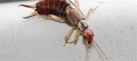 Why Are Earwigs Invading My Home? | Russell’s Pest Control - Pest Control & Exterminator Services