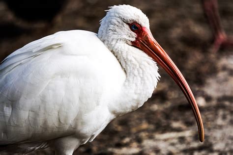 Bird Beaks » Their Functions and Differences - Bird Buddy Blog