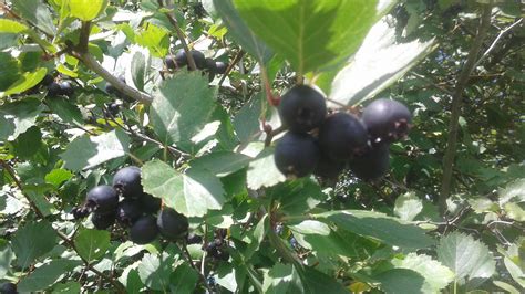 MORAN: Wild berries you can eat right now - InfoNews - Kelowna