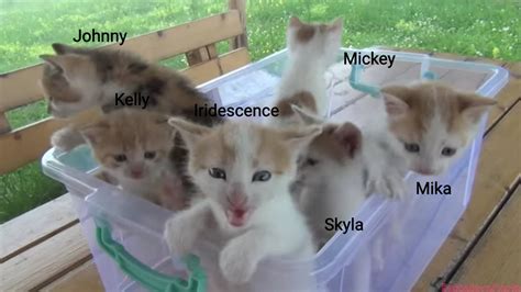 My kittens with names by Solgalovamaria on DeviantArt