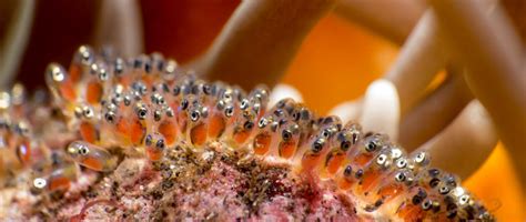 Cute little aggressive hermaphrodites - Clownfish Facts - More Fun Diving