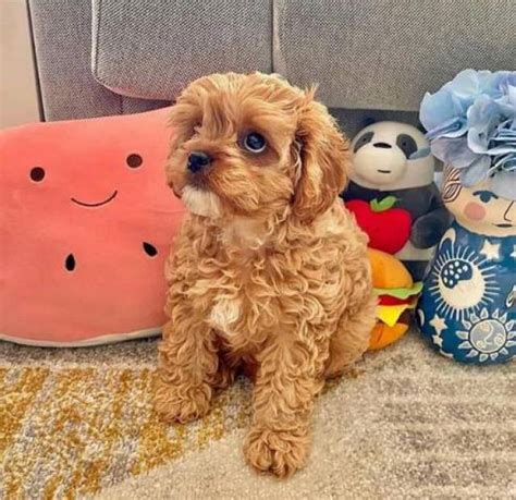 Cute And Adorable Cavapoo Puppies For Free Adoption - Michigan Center - Animal, Pet