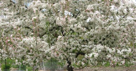 The best crabapple trees for your landscape