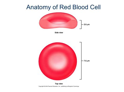 struktur sel darah merah - Paul Cornish