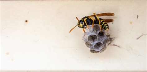 Do-It-Yourself Wasp Removal | ABC Humane Wildlife Control and Prevention