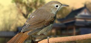 Nightingale Bird Facts, Pictures And Information