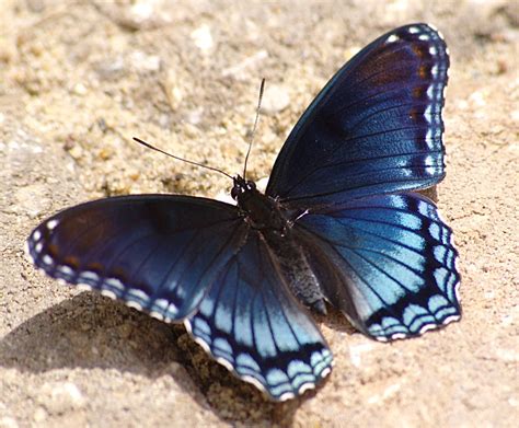 Red-spotted Purple Swallowtail (Basilarchia astyanax) | Flickr