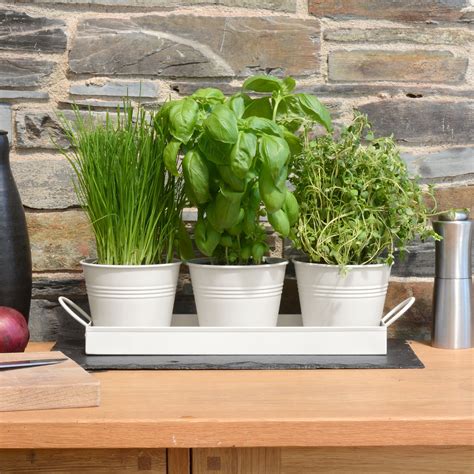 Set of 3 Indoor Window Plant Pots & Tray - Chalk White Coloured