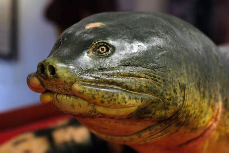 Specimen Last Hoan Kiem Lake Turtle Editorial Stock Photo - Stock Image ...