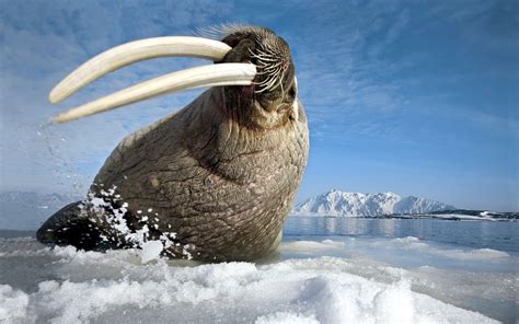 Wallpaper Walrus, Tusks, Teeth, Sea, Gesture, Jump, - Do Walruses Have ...