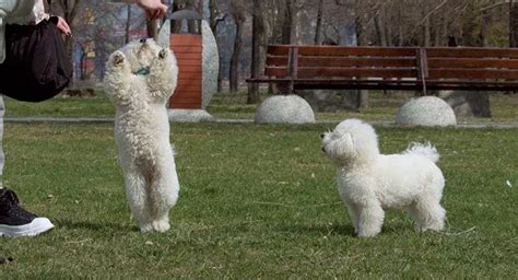 Bichon Frise - Affectionate, Friendly And Cute Little Dog