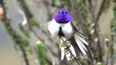 Ecuadorian Hillstar Interesting Facts - Love Wild Animals