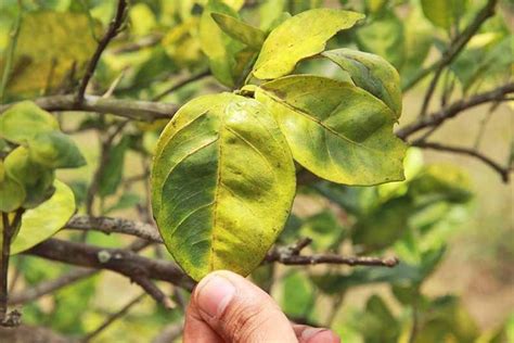 How to Identify & Prevent Citrus Greening (HLB) | Gardener’s Path