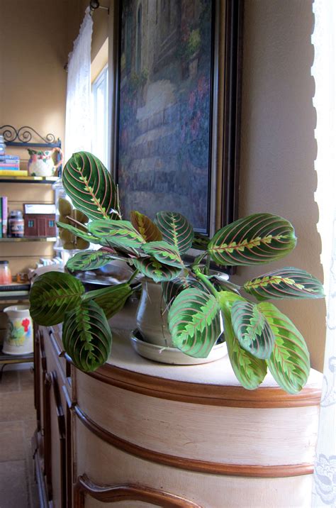 House Plants are the Best Accessories | House plants, Plants, House plants indoor