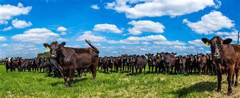 7 facts about Black Angus cattle | AGDAILY