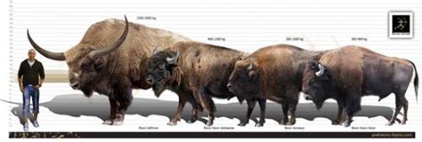 Size comparison of Bison latifrons (left), B. bison athabascae/Wood ...