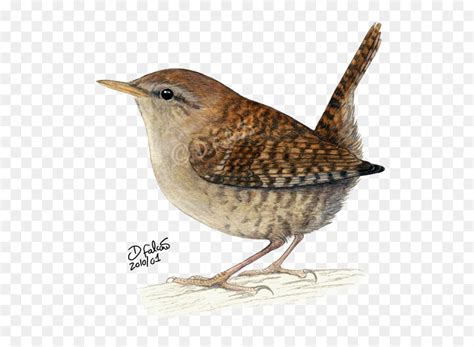 Carolina Wren Drawing at GetDrawings | Free download