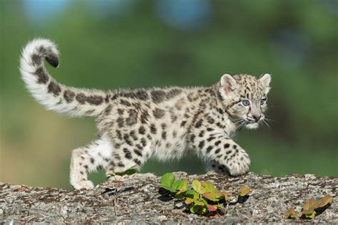 house cat that looks like a snow leopard - Massive E-Journal Photography