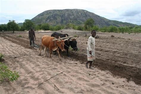 Farming types in Africa: Subsistence farming - Free ZIMSEC & Cambridge ...